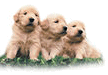 Arnold and Carlton Veterinary Centre Ltd.