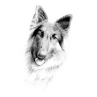 Drawing of a Dog from a Photo