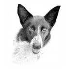 Portrait of a Dog