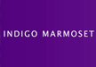 Indigo Marmoset