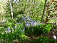 Bluebells at The Snug 