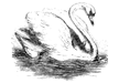 The Swandown